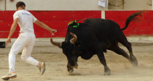 Lire la suite à propos de l’article <em>Contre-piste</em> La chronique Bouvine de Marie-France Sabatié<br>Eyragues : Finale de la 48ème Corne d’Or</br>