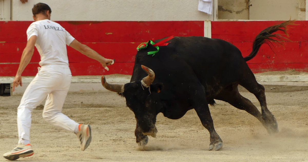 Lire la suite à propos de l’article <em>Contre-piste</em> La chronique Bouvine de Marie-France Sabatié<br>Eyragues : Finale de la 48ème Corne d’Or</br>