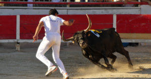 Lire la suite à propos de l’article <em>Contre-piste</em> La chronique Bouvine de Marie-France Sabatié<br>Eyragues : Première journée de la Corne d’Or</br>