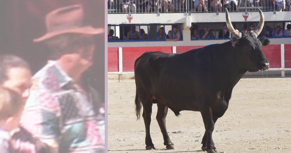 Lire la suite à propos de l’article Artaban de la manade Cavallini