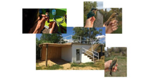 Lire la suite à propos de l’article Journée mondiale des oiseaux migrateurs au Parc naturel régional de Camargue