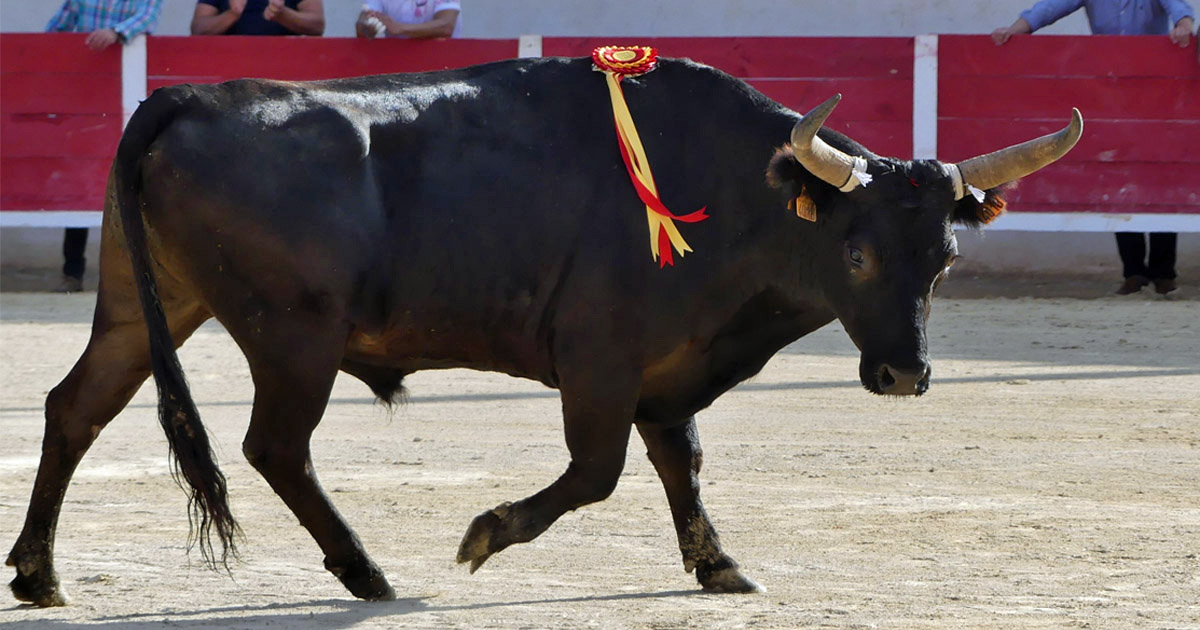 Lire la suite à propos de l’article BOHÉMIEN  Biòu d’Or 2025 – Manade Rouquette