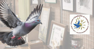 Lire la suite à propos de l’article Le Cailar : Exposition colombophile régionale ce week-end