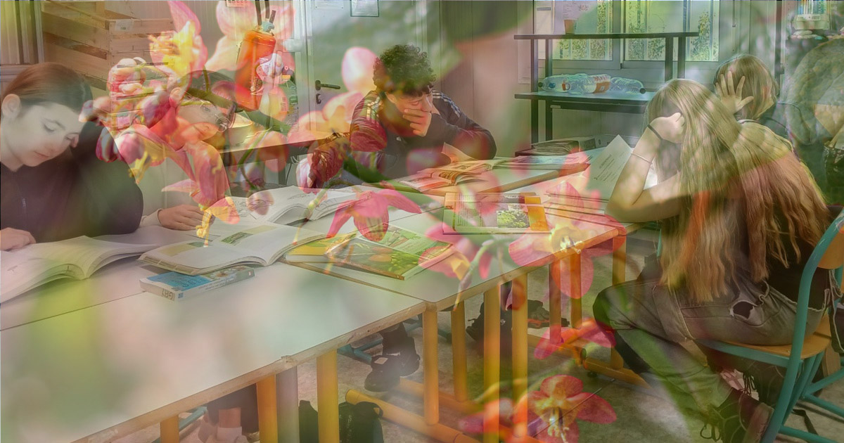 Lire la suite à propos de l’article Fleur des Elfes au collège