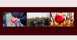 Exploitation agricole de grenades