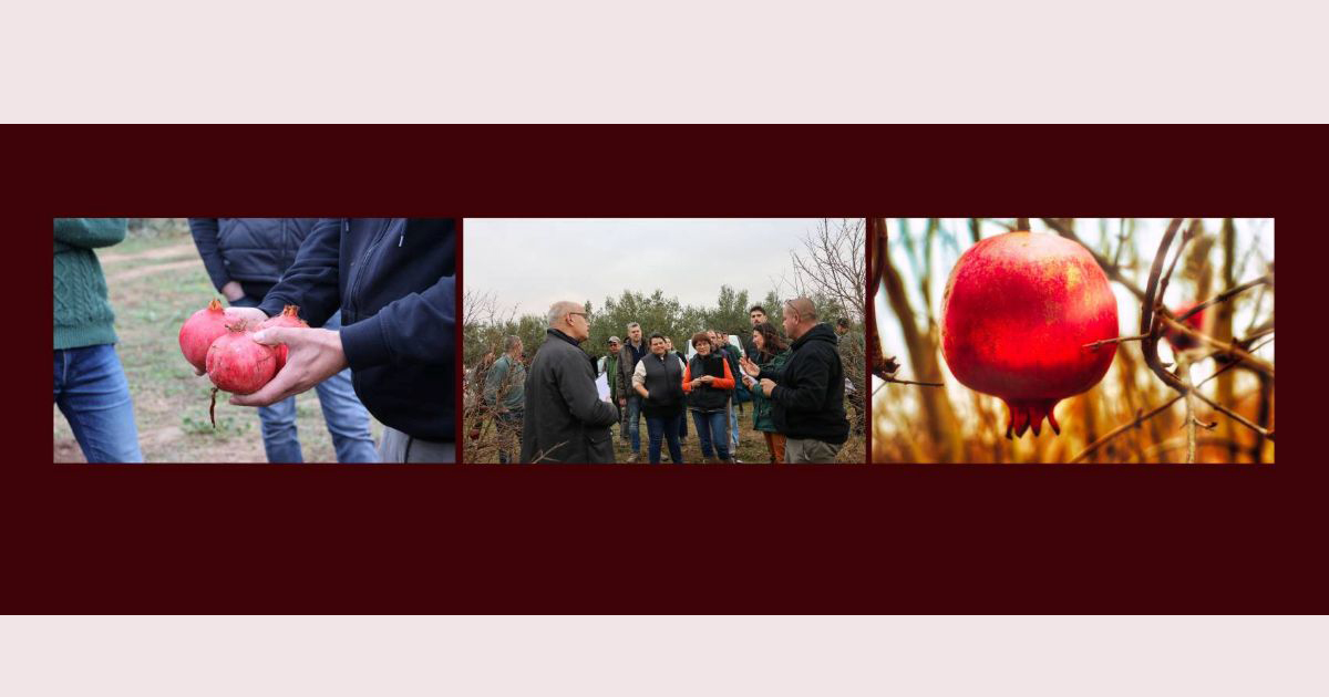 Lire la suite à propos de l’article Visite d&rsquo;un verger Beauvoisinois animée par le Syndicat France Grenade