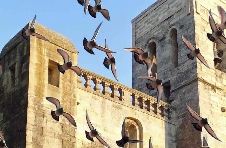 Une vidéo qui témoigne de l’engagement des jeunes colombophiles de Camargue