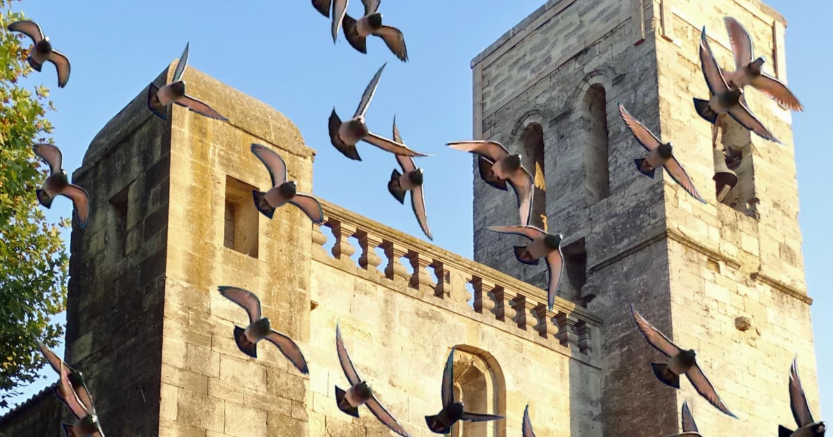 You are currently viewing Une vidéo qui témoigne de l’engagement des jeunes colombophiles de Camargue