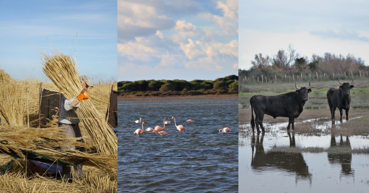 You are currently viewing Lancement national de la Journée mondiale des zones humides à la Réserve du Scamandre