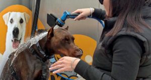 Lire la suite à propos de l’article Vauvert : une laverie libre-service pour chiens unique dans le Gard !