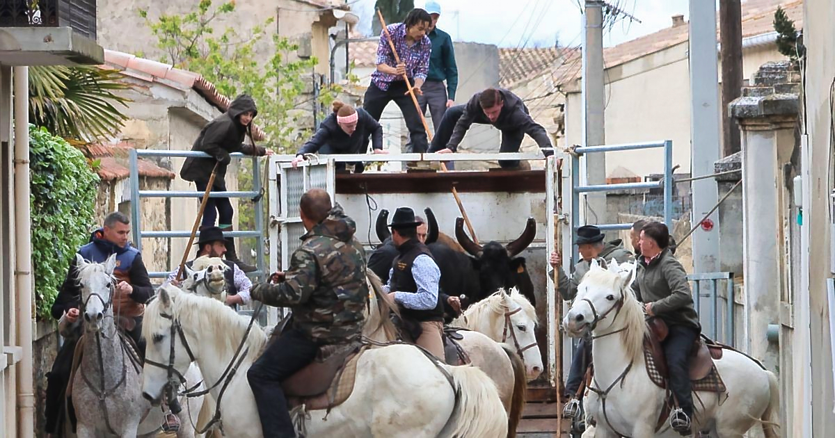 You are currently viewing Ouverture de la saison taurine 2026 à Beauvoisin