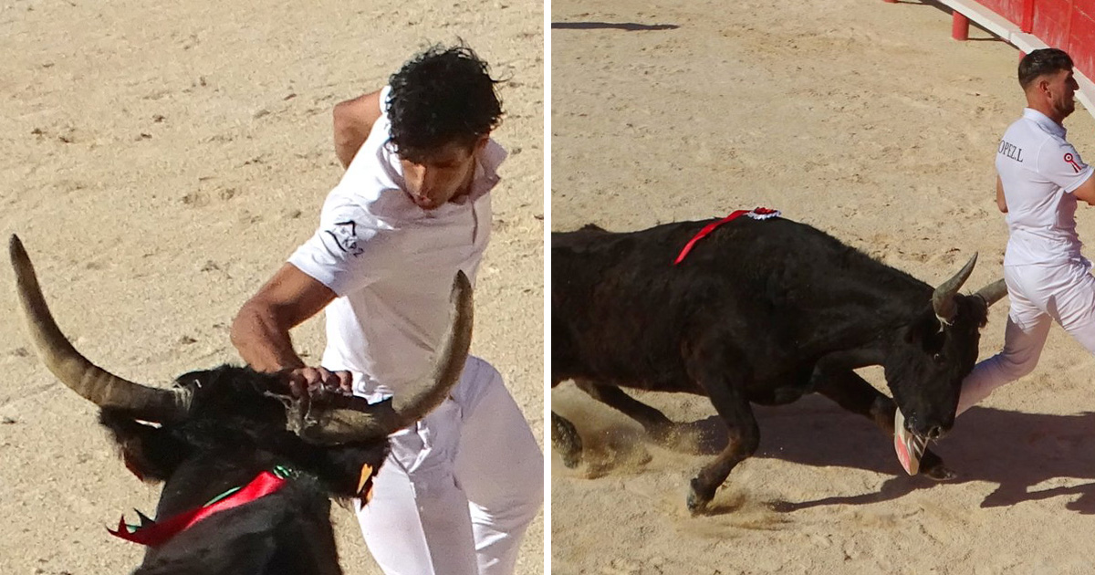 You are currently viewing <em>Contre-piste</em> La chronique Bouvine de Marie-France Sabatié<br>Vauvert : Domino de la manade Plo et Cadenas dominent</br>