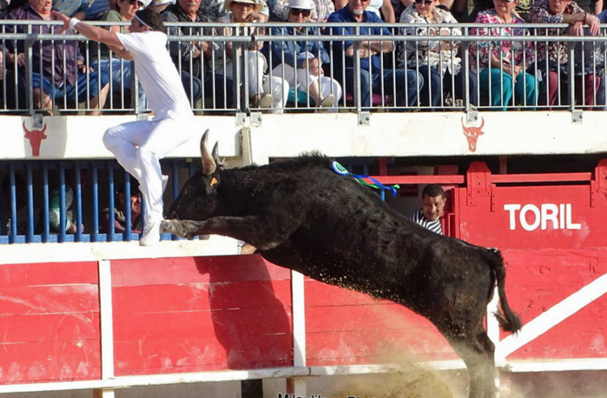 Contre-piste La chronique Bouvine de Marie-France SabatiéLe Grau du Roi : un bon concours de manades