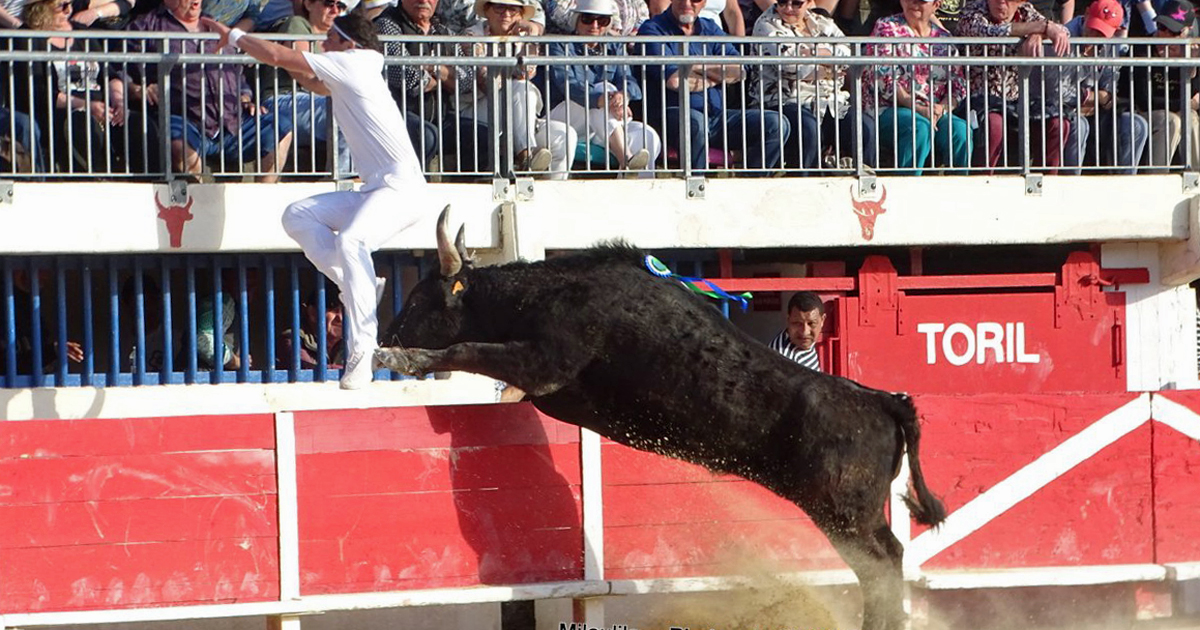 You are currently viewing <em>Contre-piste</em> La chronique Bouvine de Marie-France Sabatié<br>Le Grau du Roi : un bon concours de manades</br>