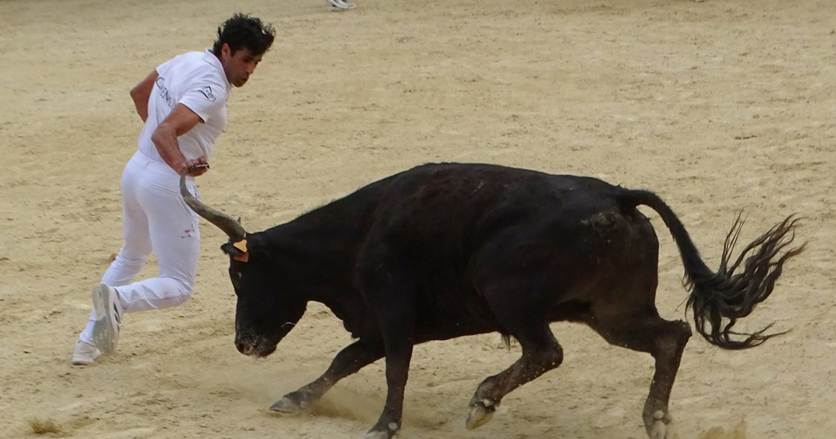 You are currently viewing <em>Contre-piste</em> La chronique Bouvine de Marie-France Sabatié<br>Vendargues : Tout dans l’action et le mouvement</br>