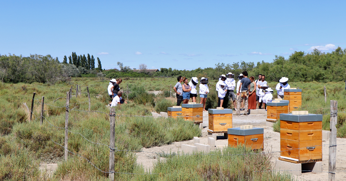 Lire la suite à propos de l’article <em>Camargue Gardoise</em>  Osez la nature au printemps 2026