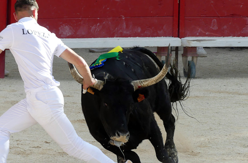 Contre-piste La chronique Bouvine de Marie-France SabatiéVauvert : Trophée Camargue Médical – Deuxième journée