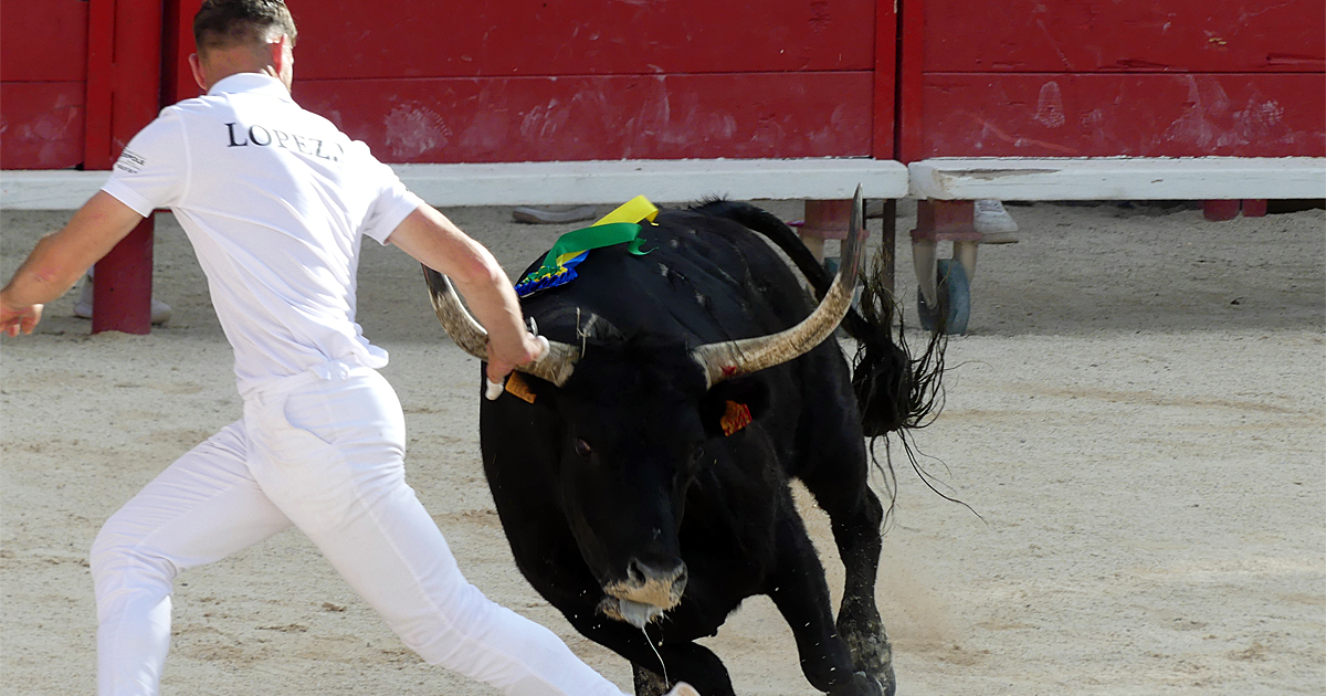 You are currently viewing <em>Contre-piste</em> La chronique Bouvine de Marie-France Sabatié<br>Vauvert : Trophée Camargue Médical – Deuxième journée</br>