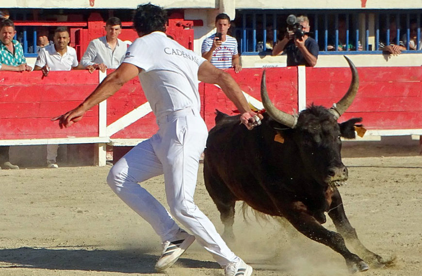 Contre-piste La chronique Bouvine de Marie-France SabatiéLe Grau du Roi : Royale de la Manade Rouquette – Corail ovationné