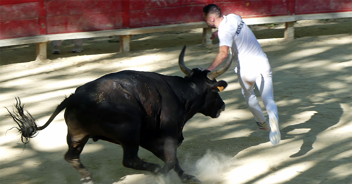 You are currently viewing <em>Contre-piste</em> La chronique Bouvine de Marie-France Sabatié<br>Sommières : Barras de la manade Nicollin s’impose nettement</br>