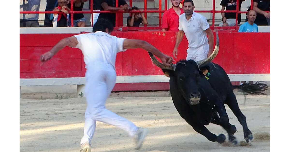 You are currently viewing <em>Contre-piste</em> La chronique Bouvine de Marie-France Sabatié<br>Beaucaire : Deuxième journée de la Palme d’Or</br>