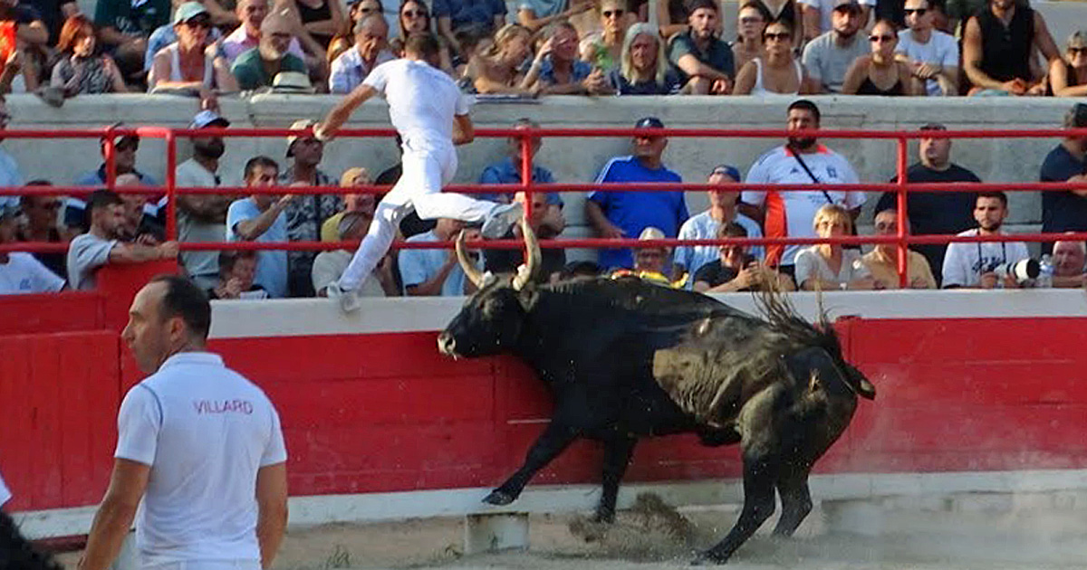 You are currently viewing <em>Contre-piste</em> La chronique Bouvine de Marie-France Sabatié<br>Beaucaire : Première journée de la Palme d’Or</br>