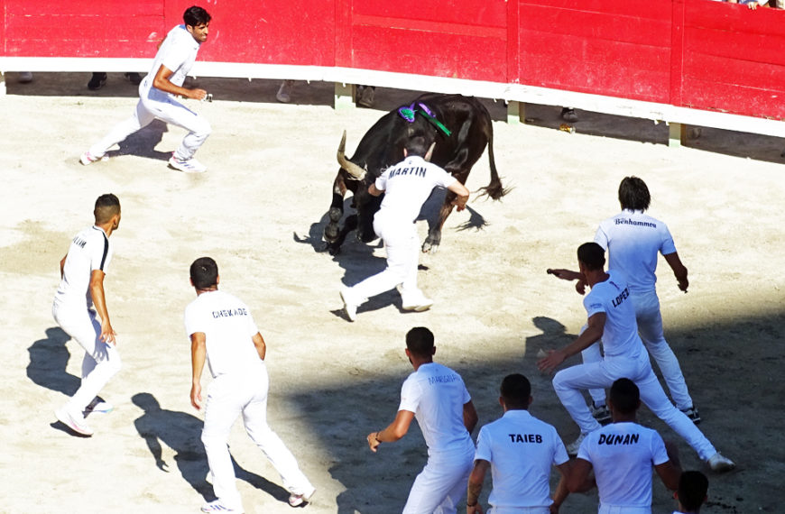 La Cocarde d’Or, épreuve mythique de la course camarguaise