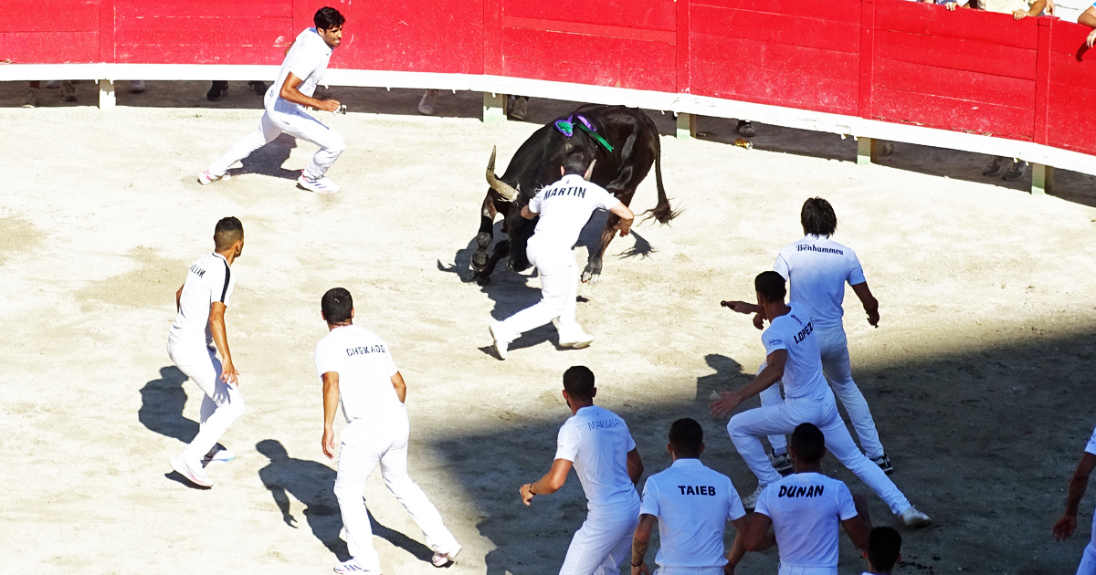 La Cocarde d’Or, épreuve mythique de la course camarguaise
