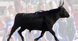 Contre-piste La chronique Bouvine de Marie-France SabatiéLe Grau-du-Roi : Viano de la manade Raynaud spectaculaire en ce 14 juillet
