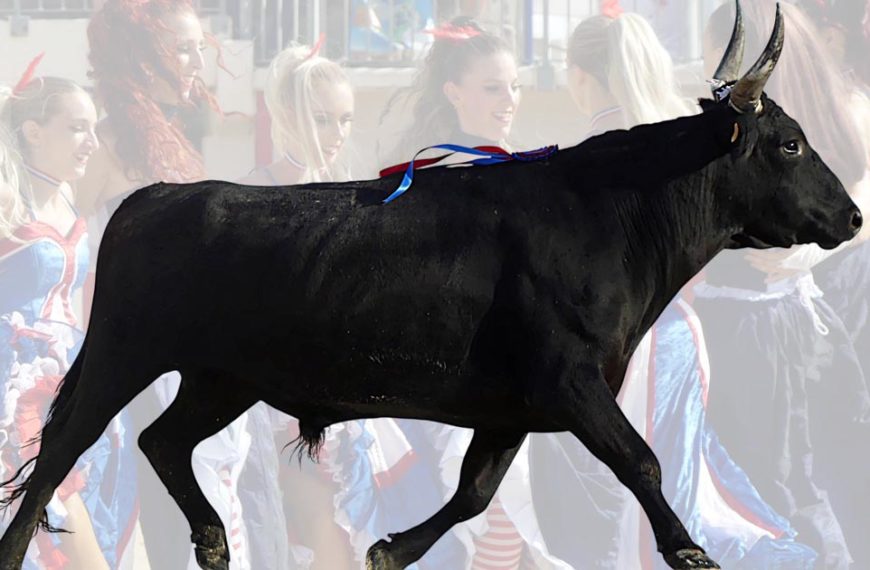 Contre-piste La chronique Bouvine de Marie-France SabatiéLe Grau-du-Roi : Viano de la manade Raynaud spectaculaire en ce 14 juillet