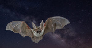 Découverte nocturne des chauves-souris en Camargue