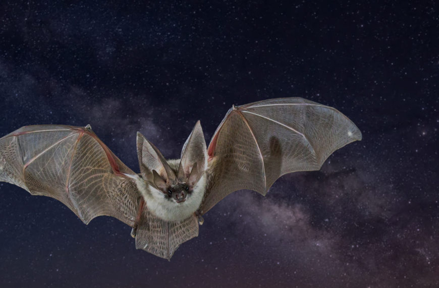Découverte nocturne des chauves-souris en Camargue