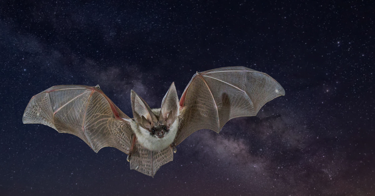 You are currently viewing Découverte nocturne des chauves-souris en Camargue