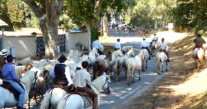Au Cailar, traditions et esprit festif font le succès de l’abrivado