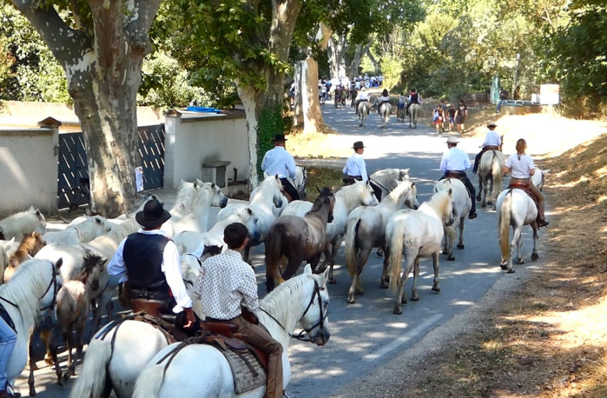 Au Cailar, traditions et esprit festif font le succès de l’abrivado