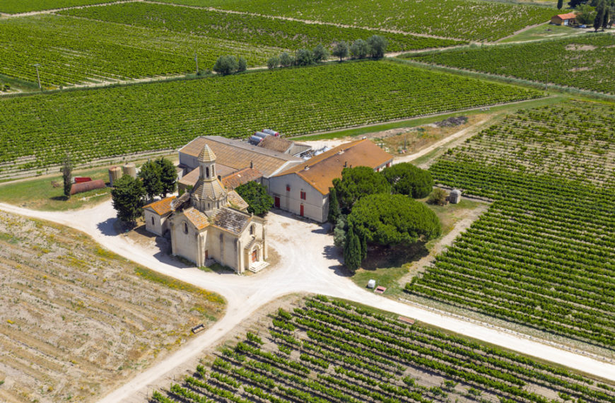 Le temps des vendanges est arrivé en Petite Camargue