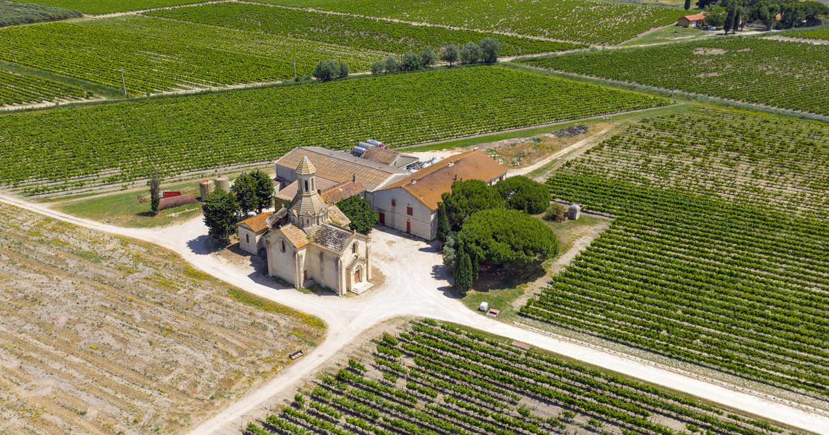 Le temps des vendanges est arrivé en Petite Camargue