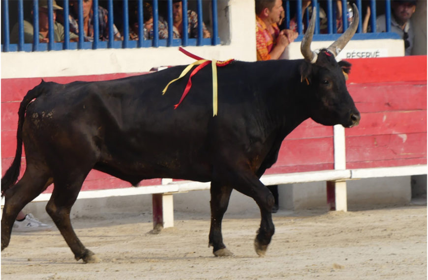 Corail de la manade Rouquette : Biòu d’Or 2026